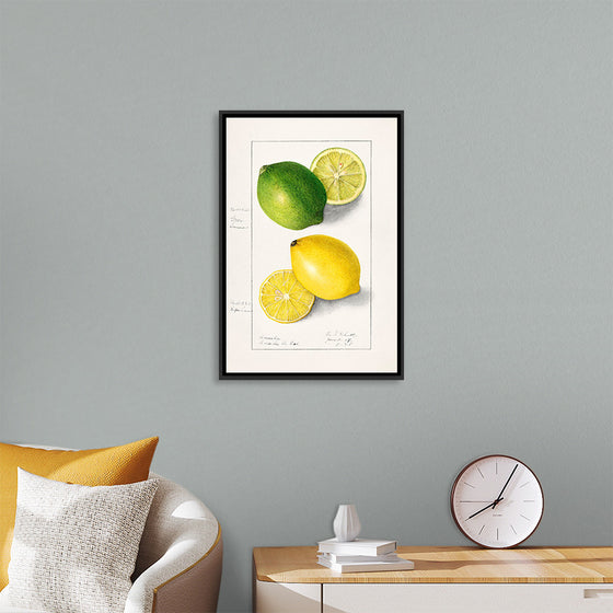 "Lemons (Citrus Limon) (1908)", Ellen Isham Schutt