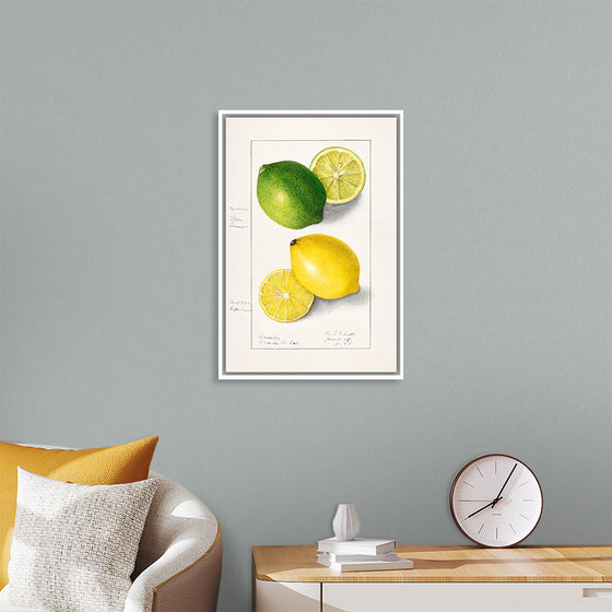 "Lemons (Citrus Limon) (1908)", Ellen Isham Schutt