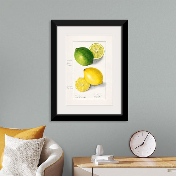 "Lemons (Citrus Limon) (1908)", Ellen Isham Schutt