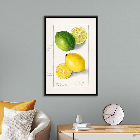 "Lemons (Citrus Limon) (1908)", Ellen Isham Schutt