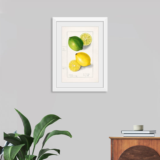 "Lemons (Citrus Limon) (1908)", Ellen Isham Schutt