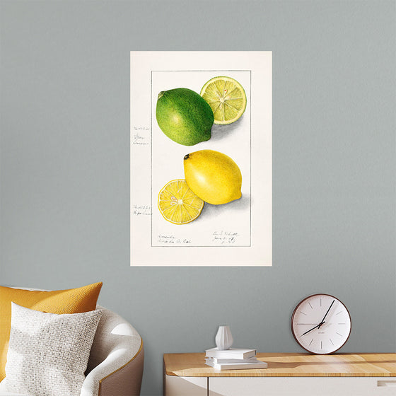 "Lemons (Citrus Limon) (1908)", Ellen Isham Schutt