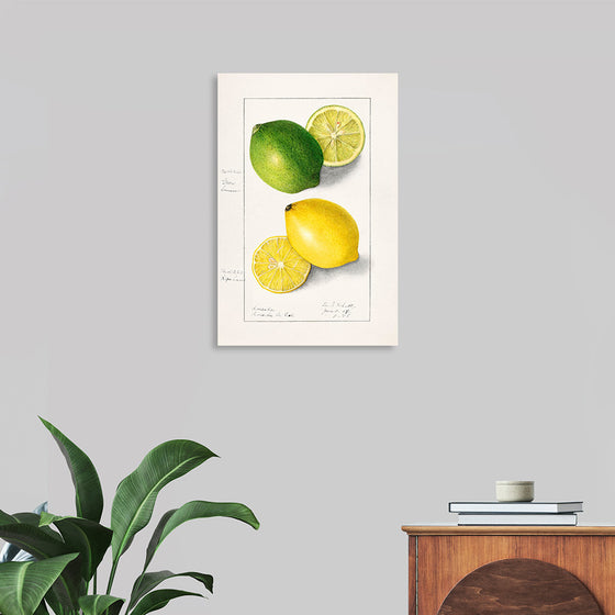 "Lemons (Citrus Limon) (1908)", Ellen Isham Schutt