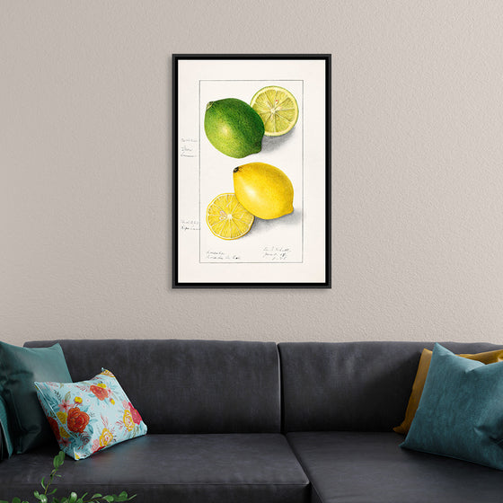 "Lemons (Citrus Limon) (1908)", Ellen Isham Schutt