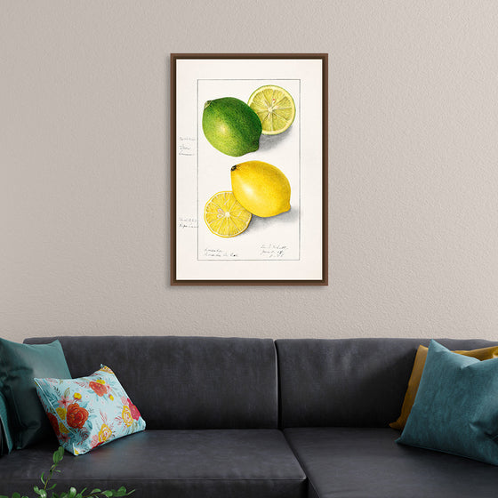 "Lemons (Citrus Limon) (1908)", Ellen Isham Schutt