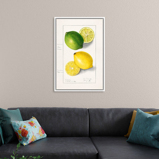 "Lemons (Citrus Limon) (1908)", Ellen Isham Schutt