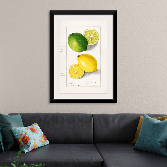 "Lemons (Citrus Limon) (1908)", Ellen Isham Schutt