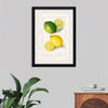 "Lemons (Citrus Limon) (1908)", Ellen Isham Schutt