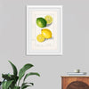 "Lemons (Citrus Limon) (1908)", Ellen Isham Schutt