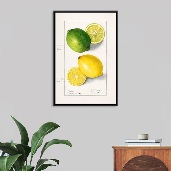 "Lemons (Citrus Limon) (1908)", Ellen Isham Schutt