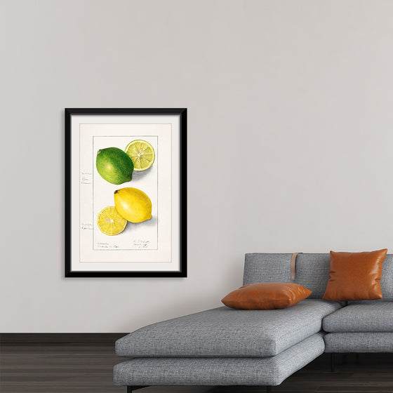 "Lemons (Citrus Limon) (1908)", Ellen Isham Schutt