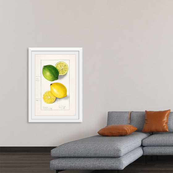 "Lemons (Citrus Limon) (1908)", Ellen Isham Schutt