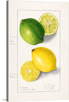 Immerse yourself in the vibrant and refreshing world of citrus with this exquisite artwork, available as a limited edition print. The meticulous detail captures the lush green of the lime and the radiant yellow of the lemon, bringing a burst of nature’s brilliance into your space. Each slice reveals the intricate patterns within, inviting viewers to a sensory experience that is both visual and imaginative.