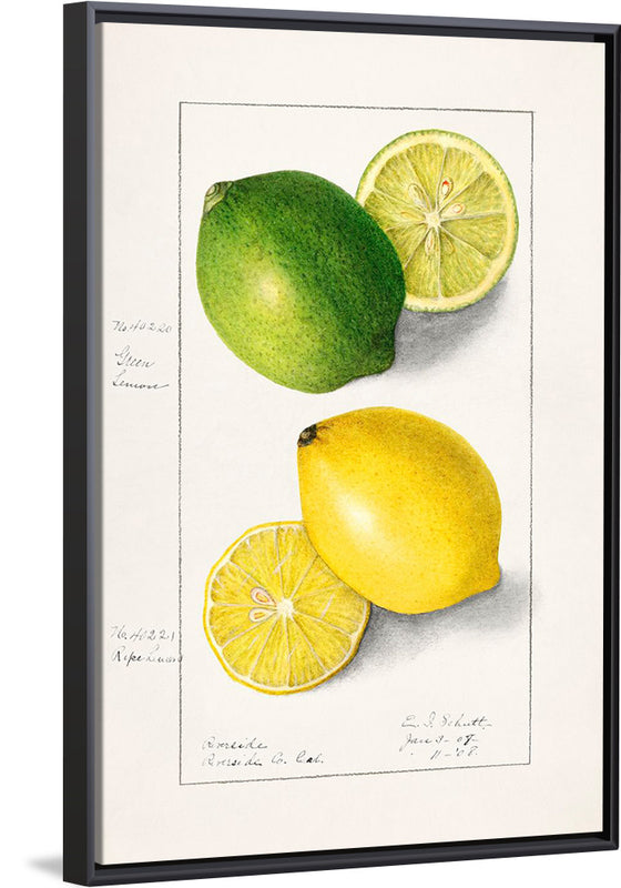 "Lemons (Citrus Limon) (1908)", Ellen Isham Schutt