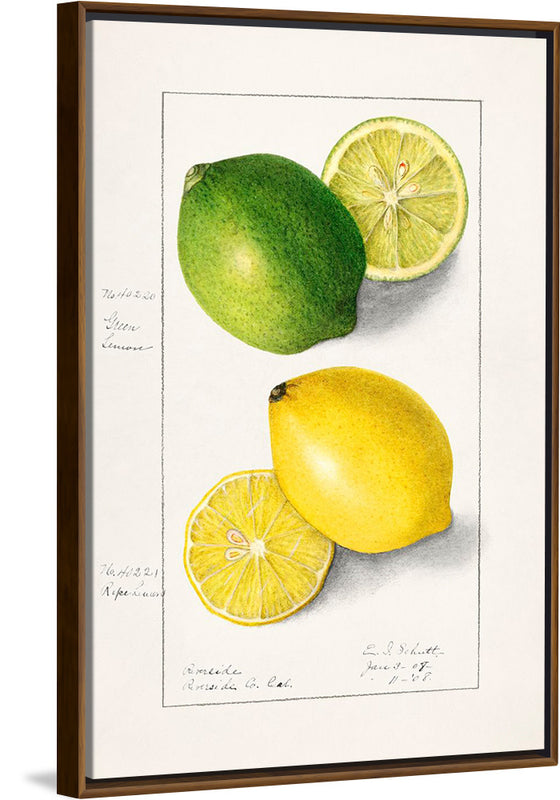 "Lemons (Citrus Limon) (1908)", Ellen Isham Schutt