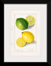 "Lemons (Citrus Limon) (1908)", Ellen Isham Schutt