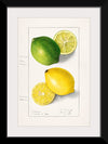 "Lemons (Citrus Limon) (1908)", Ellen Isham Schutt