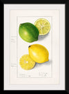 "Lemons (Citrus Limon) (1908)", Ellen Isham Schutt