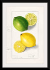 "Lemons (Citrus Limon) (1908)", Ellen Isham Schutt