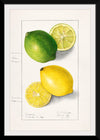 "Lemons (Citrus Limon) (1908)", Ellen Isham Schutt