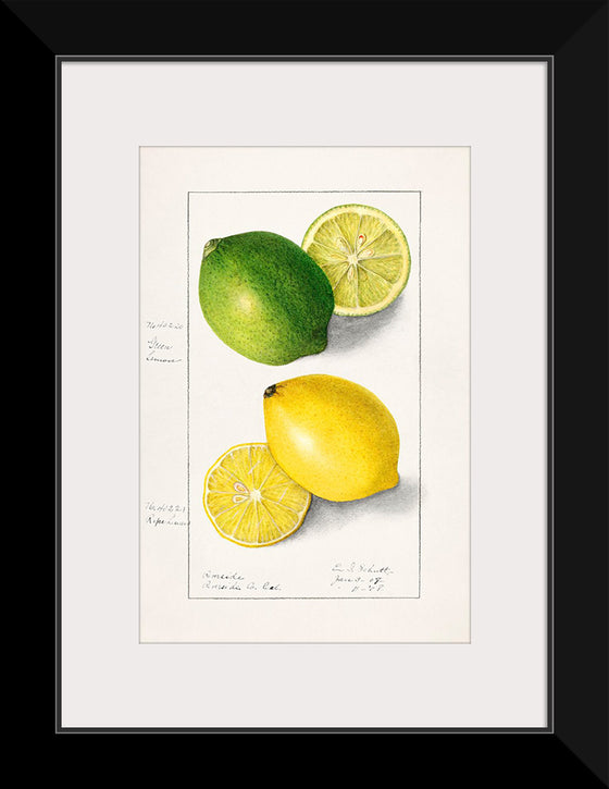 "Lemons (Citrus Limon) (1908)", Ellen Isham Schutt