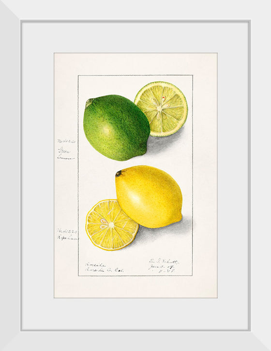 "Lemons (Citrus Limon) (1908)", Ellen Isham Schutt