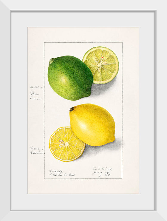 "Lemons (Citrus Limon) (1908)", Ellen Isham Schutt