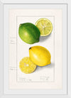 "Lemons (Citrus Limon) (1908)", Ellen Isham Schutt