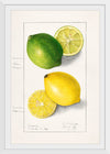 "Lemons (Citrus Limon) (1908)", Ellen Isham Schutt