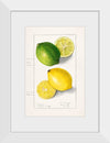 "Lemons (Citrus Limon) (1908)", Ellen Isham Schutt