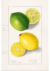 "Lemons (Citrus Limon) (1908)", Ellen Isham Schutt