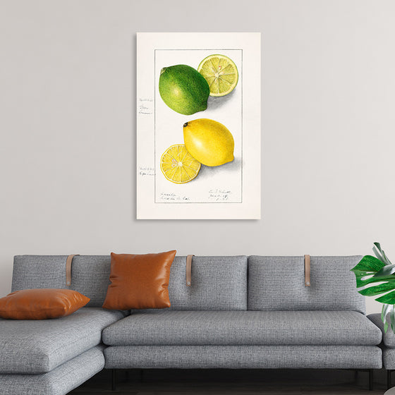 "Lemons (Citrus Limon) (1908)", Ellen Isham Schutt