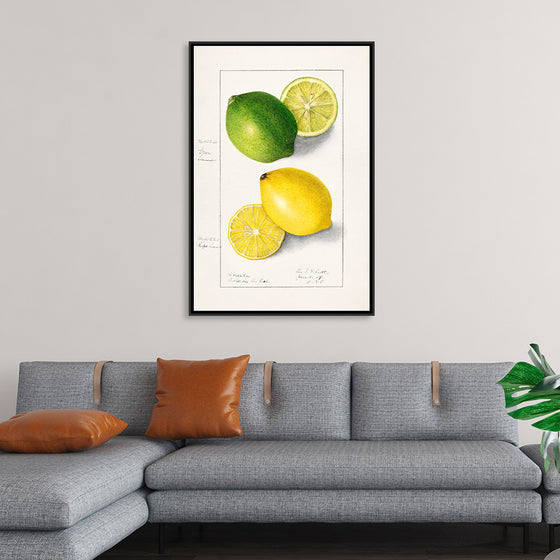 "Lemons (Citrus Limon) (1908)", Ellen Isham Schutt