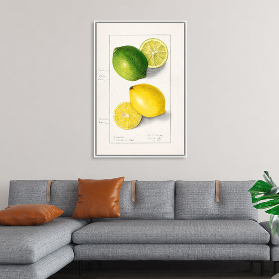 "Lemons (Citrus Limon) (1908)", Ellen Isham Schutt