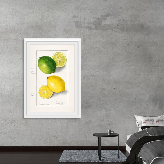 "Lemons (Citrus Limon) (1908)", Ellen Isham Schutt