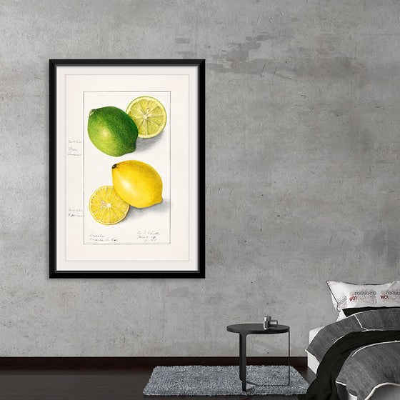 "Lemons (Citrus Limon) (1908)", Ellen Isham Schutt