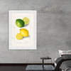 "Lemons (Citrus Limon) (1908)", Ellen Isham Schutt