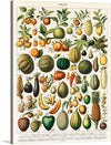 “Fruits”, a captivating vintage illustration plucked from the pages of Nouveau Larousse Illustré (1898), transports us to an abundant cornucopia of nature’s bounty. Each meticulously rendered fruit and vegetable bursts forth with life—their colors vivid, their forms exquisitely detailed.