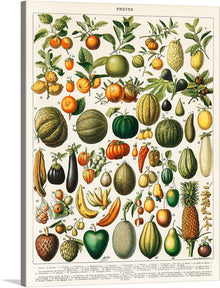  “Fruits”, a captivating vintage illustration plucked from the pages of Nouveau Larousse Illustré (1898), transports us to an abundant cornucopia of nature’s bounty. Each meticulously rendered fruit and vegetable bursts forth with life—their colors vivid, their forms exquisitely detailed.