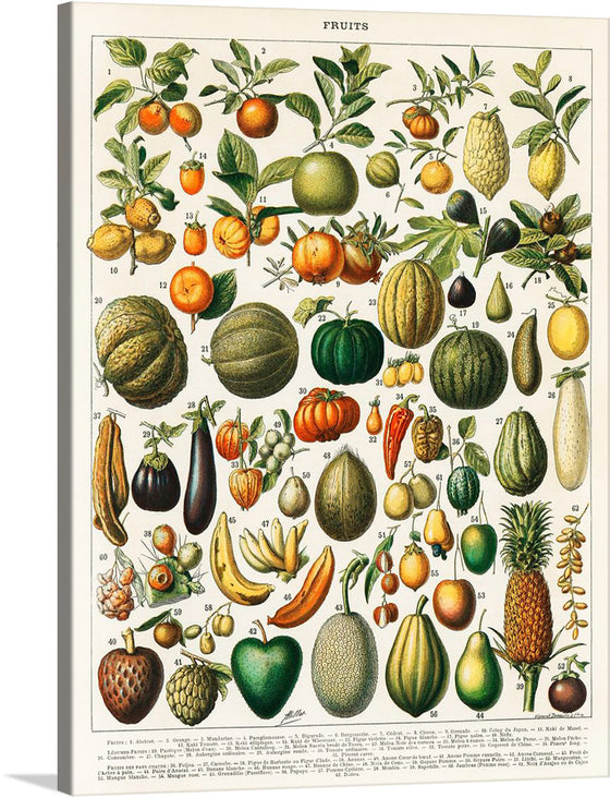 “Fruits”, a captivating vintage illustration plucked from the pages of Nouveau Larousse Illustré (1898), transports us to an abundant cornucopia of nature’s bounty. Each meticulously rendered fruit and vegetable bursts forth with life—their colors vivid, their forms exquisitely detailed.