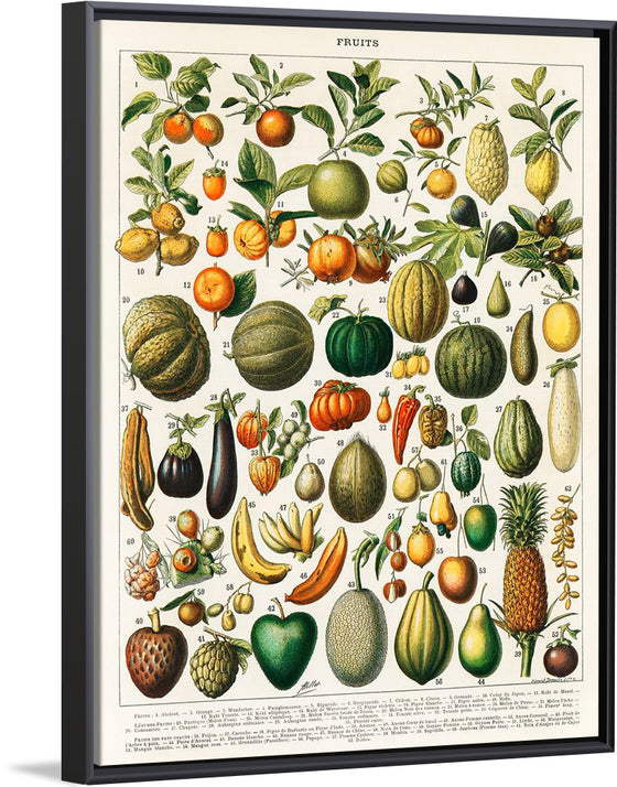 "Fruits", Nouveau Larousse Illustre (1898)