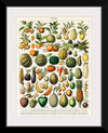 "Fruits", Nouveau Larousse Illustre (1898)