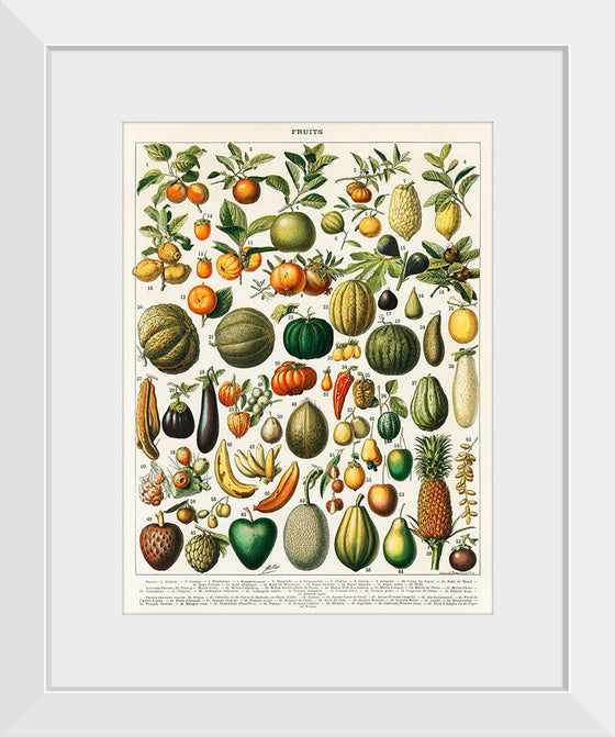 "Fruits", Nouveau Larousse Illustre (1898)