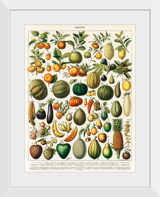 "Fruits", Nouveau Larousse Illustre (1898)