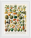 "Fruits", Nouveau Larousse Illustre (1898)