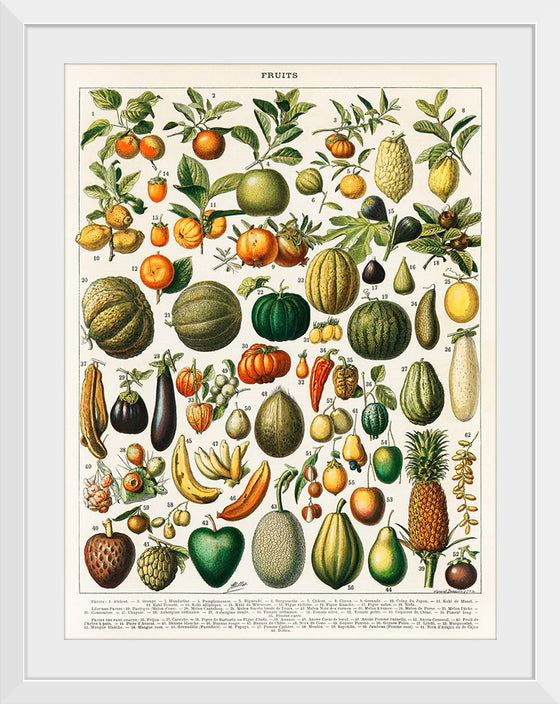 "Fruits", Nouveau Larousse Illustre (1898)