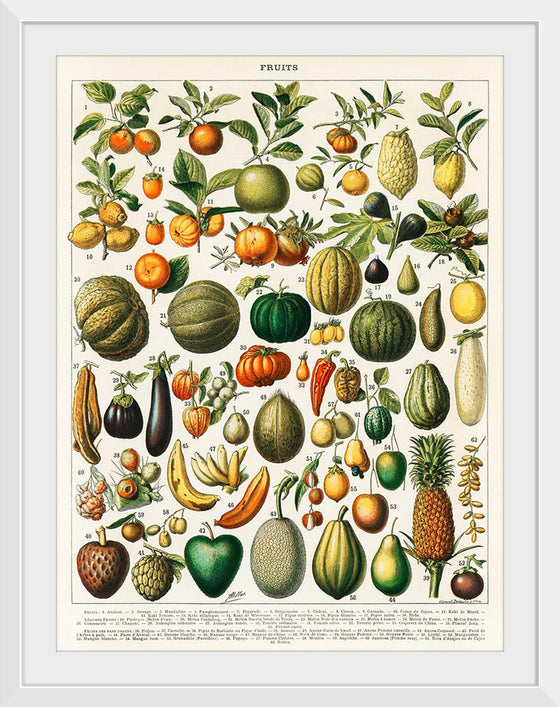 "Fruits", Nouveau Larousse Illustre (1898)