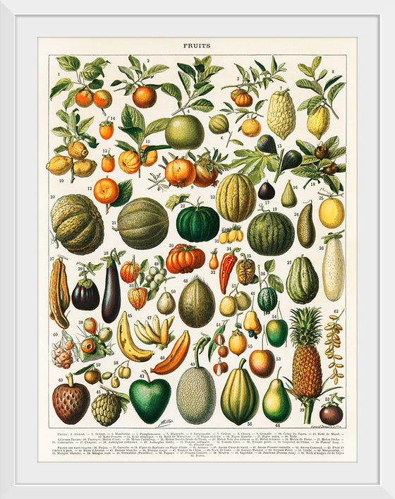 "Fruits", Nouveau Larousse Illustre (1898)