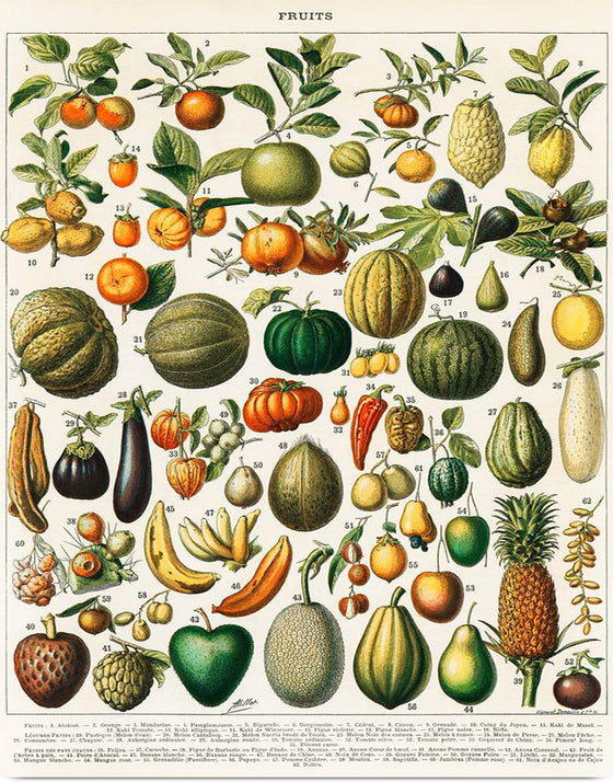 "Fruits", Nouveau Larousse Illustre (1898)