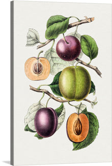  “Hand Drawn Plums” is a captivating piece of artwork that brings the lush and vibrant essence of plump, juicy plums to life. Every stroke captures the delicate balance between the velvety texture and rich colors of these delectable fruits. The meticulous detail showcases not only the outer beauty but also reveals a glimpse into the succulent interior, making it a visual feast for the eyes.